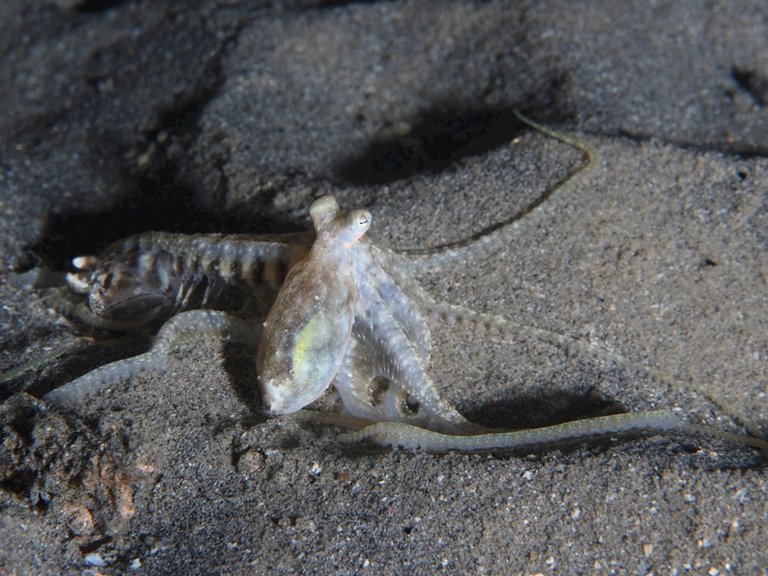 oktopus mit mantis shrimp.jpg  