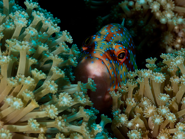 coral_grouper_640-480.jpg  