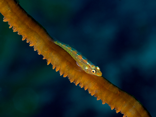 wire_coral_goby_2_640-480.jpg  
