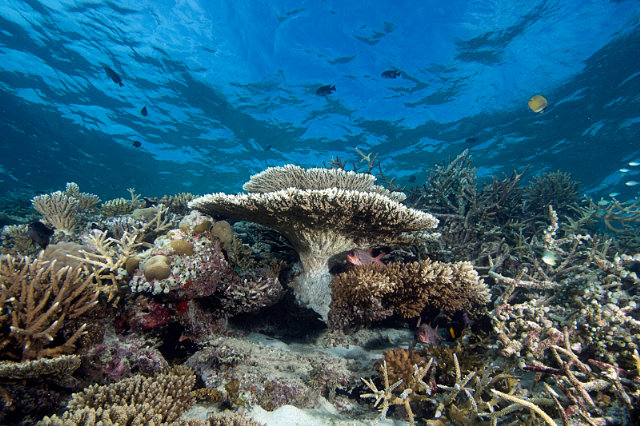 corals_1.jpg  