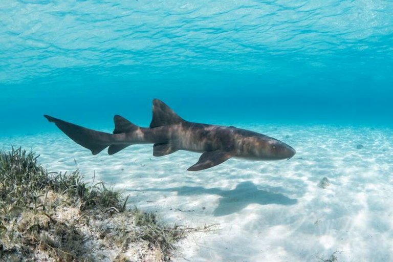 silhouette cruises - my basilisk-07.jpg  