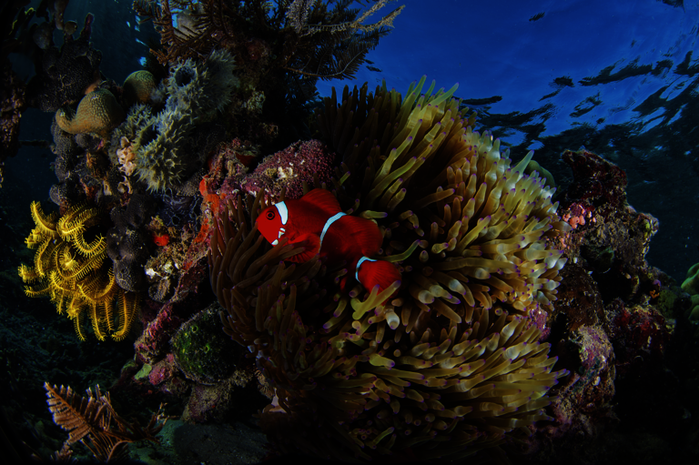man_komodo resort_coral_clown fish.tif  