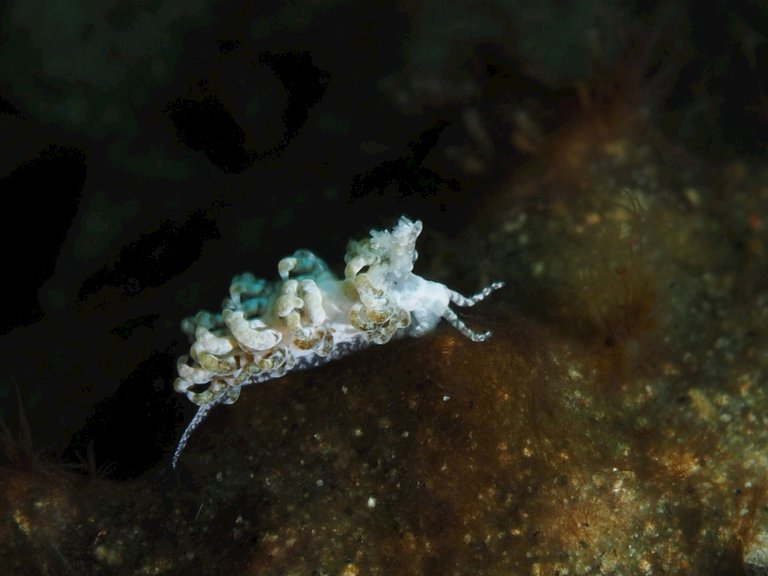 noumella nudibranch.jpg  