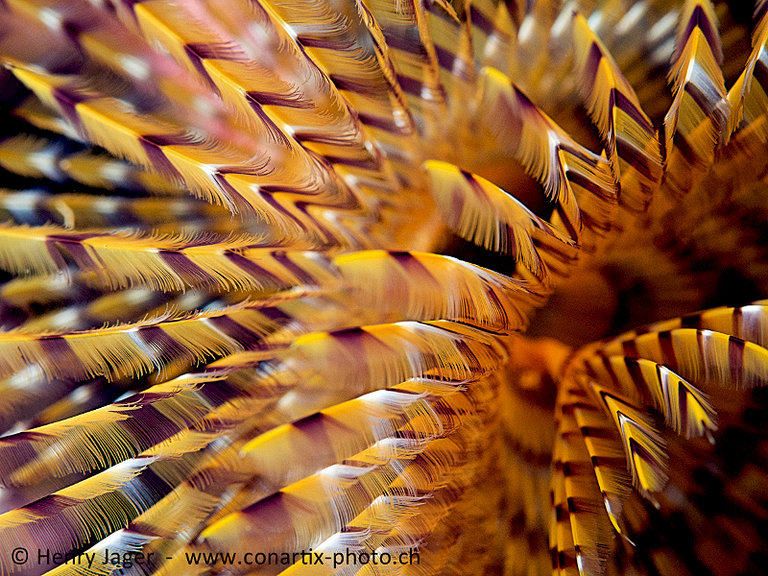 reef art - feather du#6bc08.jpg  