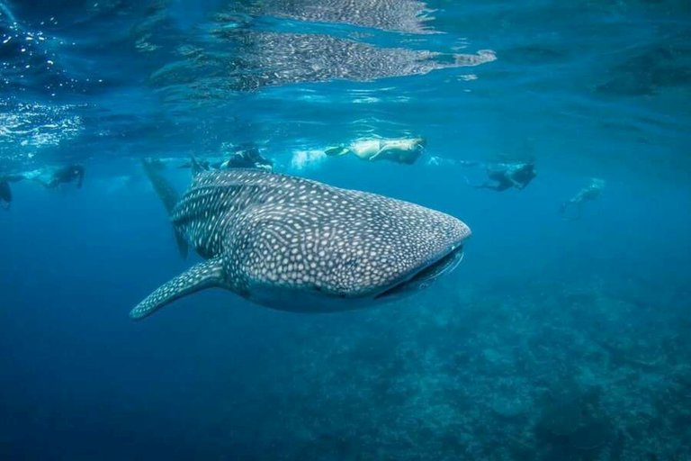 silhouette cruises - my basilisk-04.jpg  