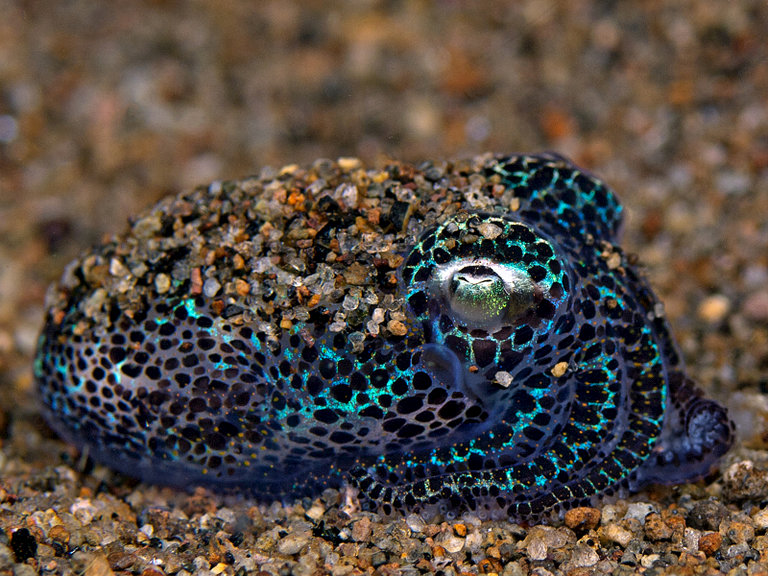 bobtail squid.jpg  