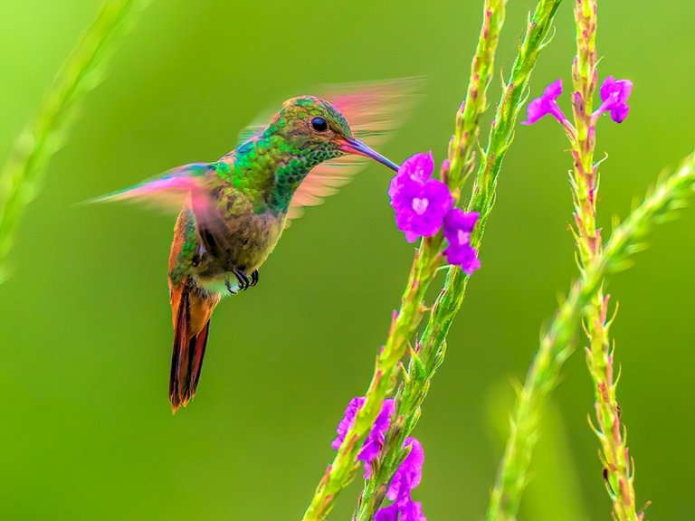 kolibri.jpg  