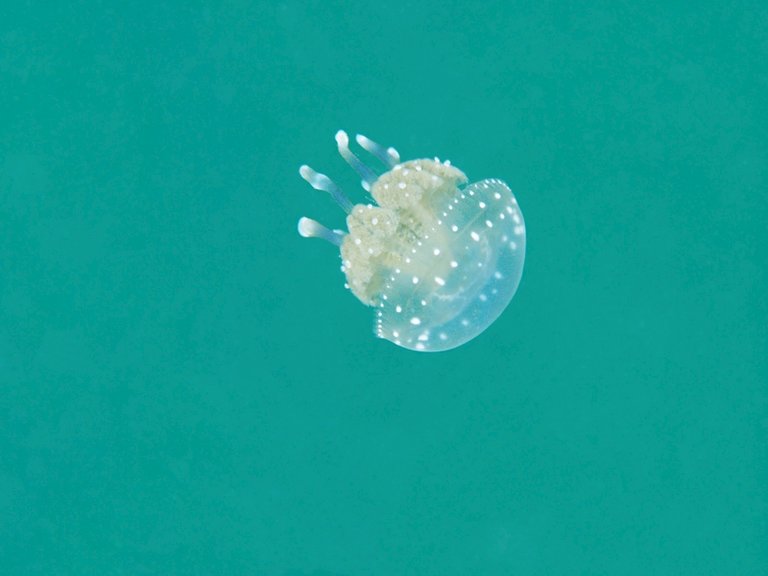 jellyfish lake 3 3.jpg  