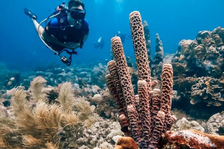 lions dive beach resort-06.jpg  