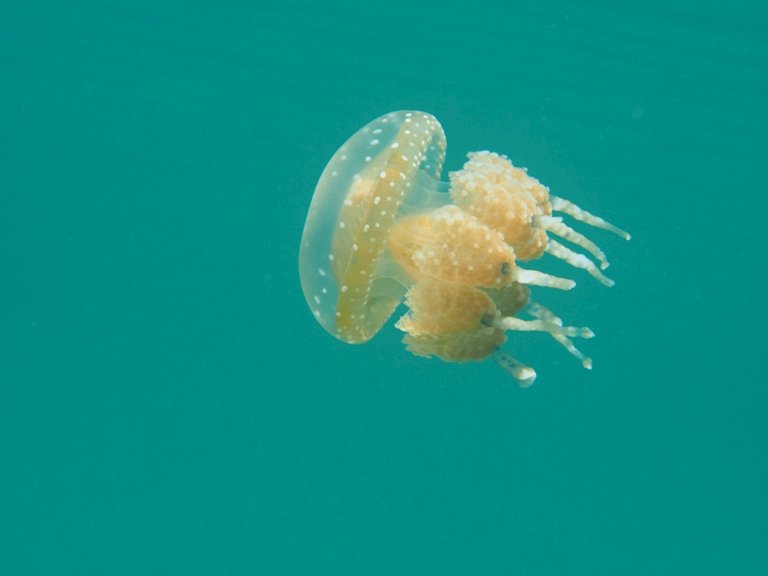 jellyfish lake 2.jpg  