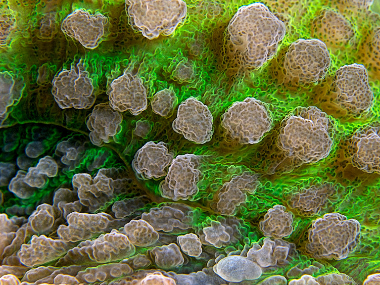 reef-art_coral_surface.jpg  