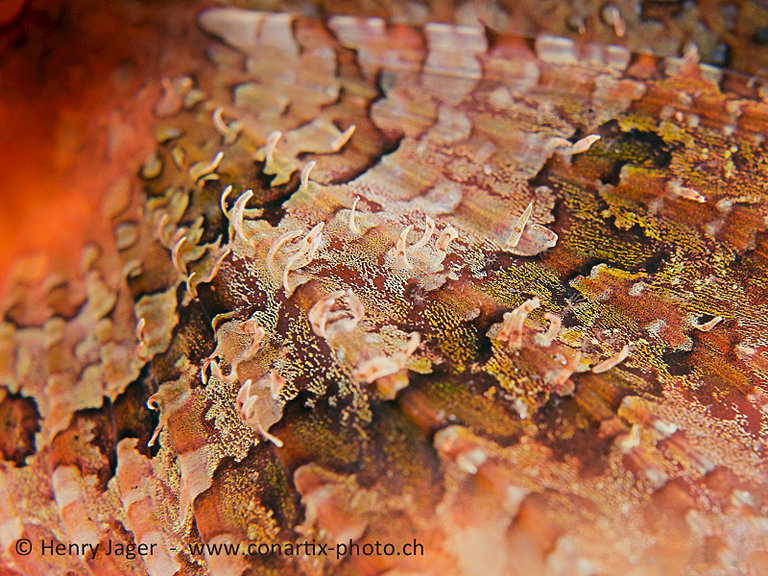 reef art - scorpionfish fin.jpg  