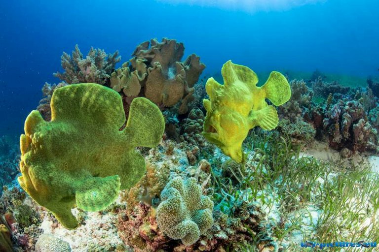 pura vida cabilao-09.jpg  