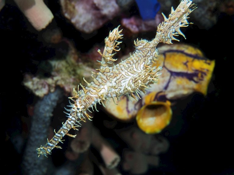 solenostomus paradoxus_ornate ghost pipefish_harlequin ghost pipefish_schmuck-geisterpfeifenfisch_pa170085-1.jpg  