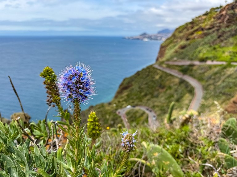 madeira 2026 (15 von 97).jpg  