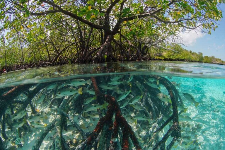 silhouette cruises - my basilisk-03.jpg  