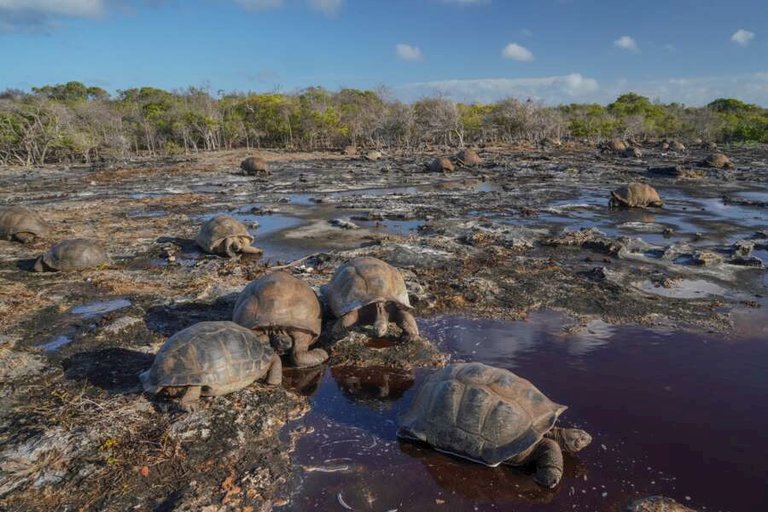 silhouette cruises - my basilisk-06.jpg  