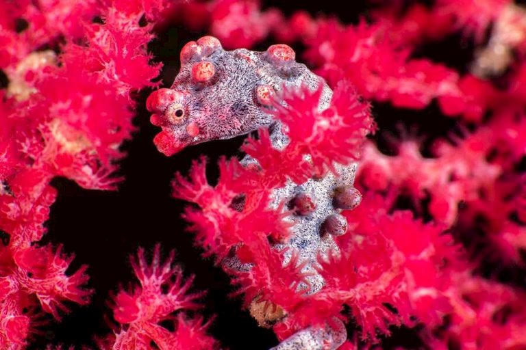 pura vida cabilao-07.jpg  