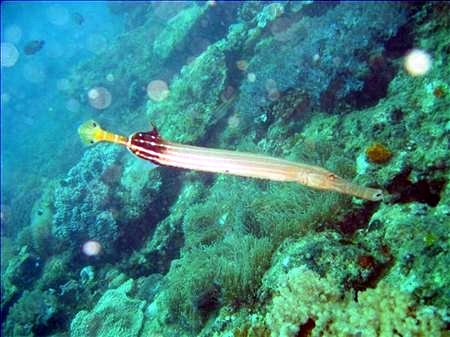 trompetfish.jpg  
