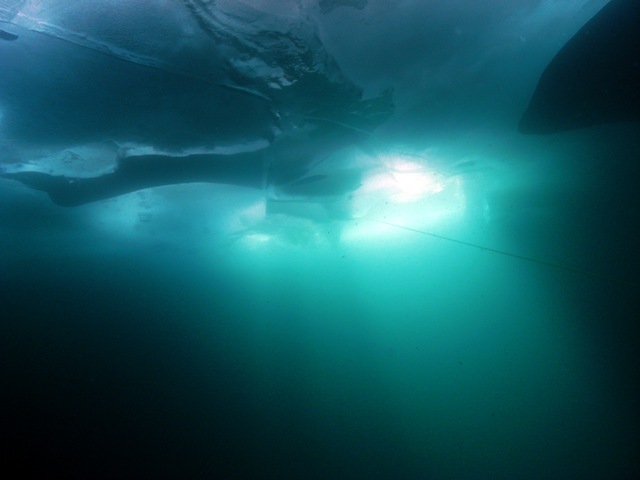 ice-diving2.jpg  