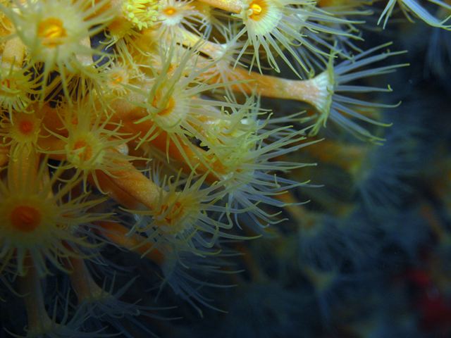 anemonen.jpg  