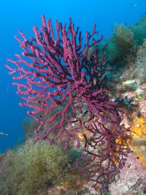 koralle.jpg  