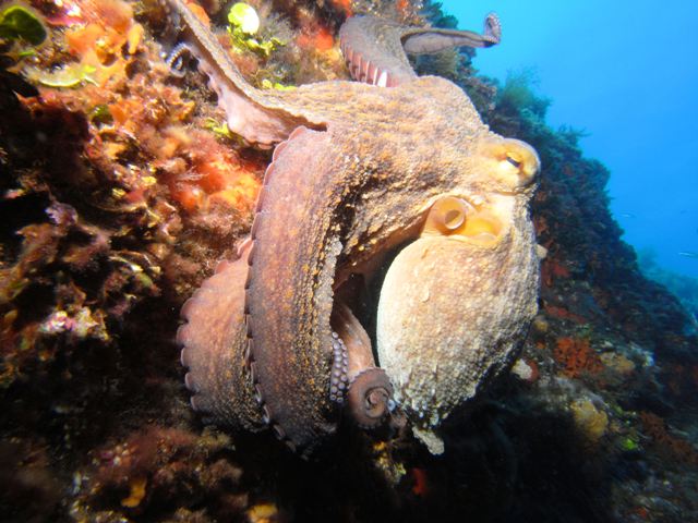 octopussi.jpg  