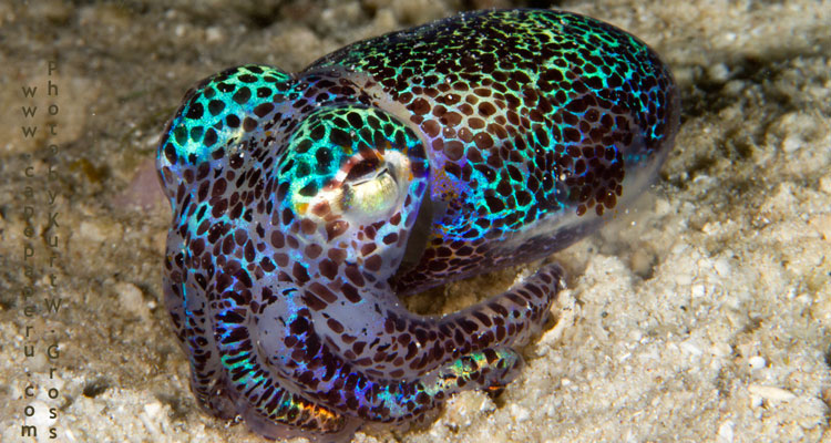 boptail-squid.jpg  