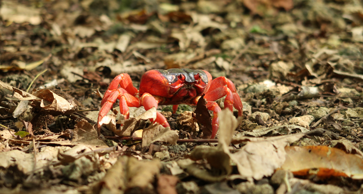 red-crab-750x400.jpg  