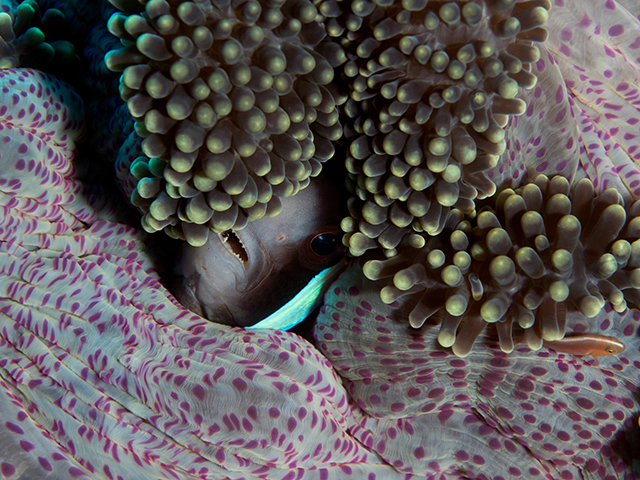 anemonefish_640_480.jpg  