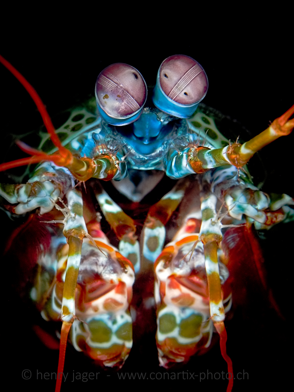 mantis_shrimp_1_800px_sig.jpg  