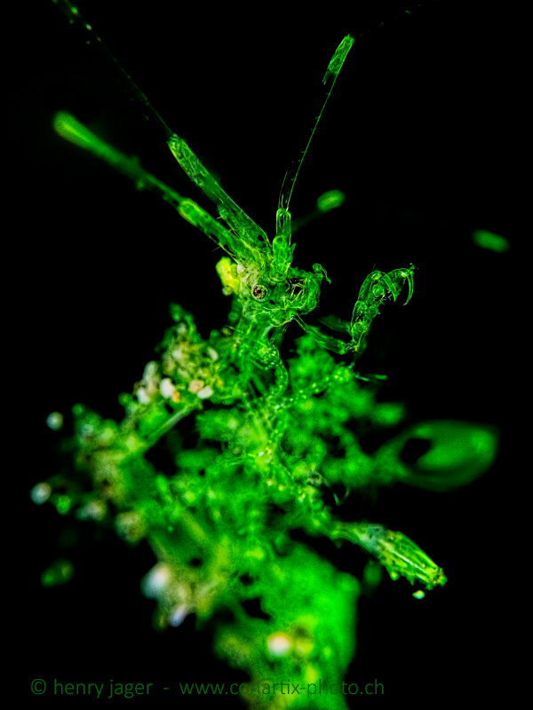 skeleton_shrimp_green_2b_800px_sig.jpg  
