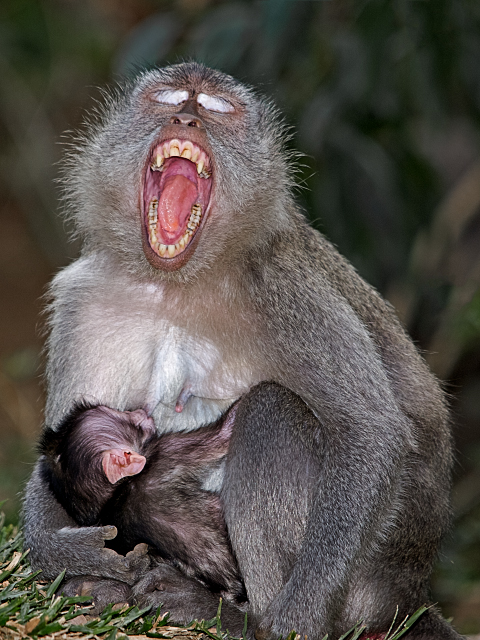 mother_and_baby_macaque.jpg 