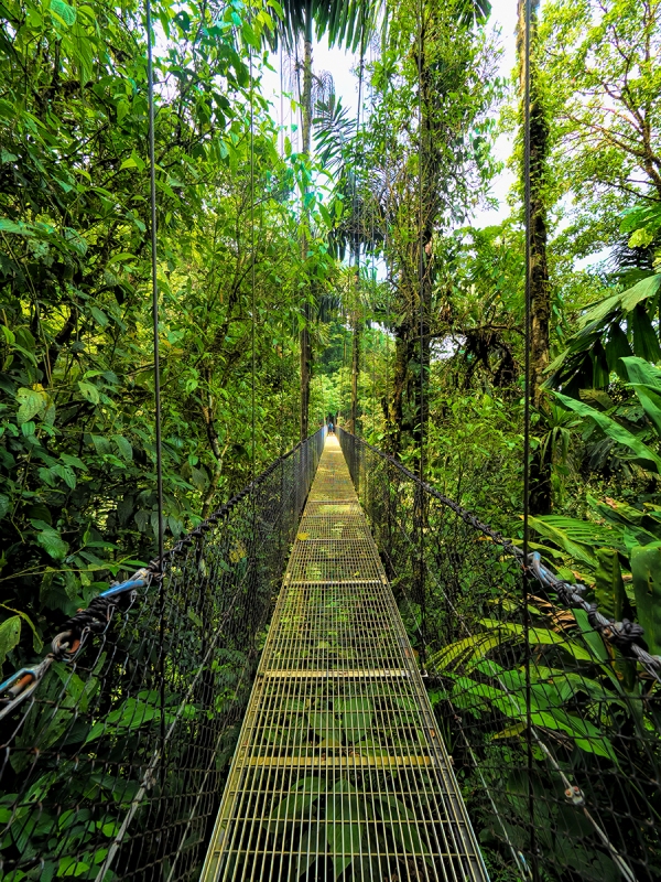 path through the rain forest.jpg  
