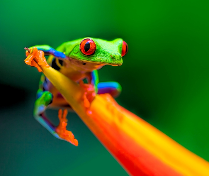 red-eyed treefrog.jpg  