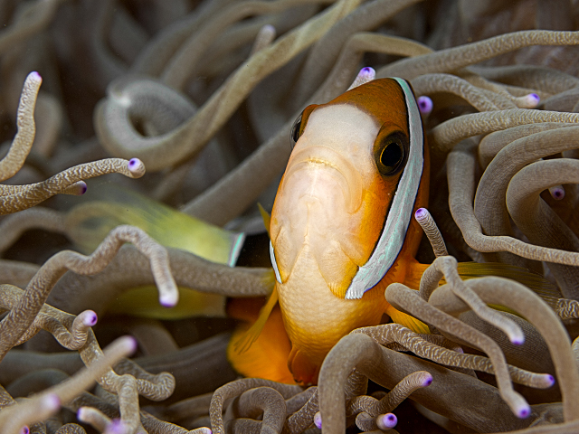 anemonenfisch_6.jpg  