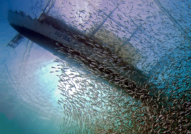 sardines_under_the_bangka.jpg  