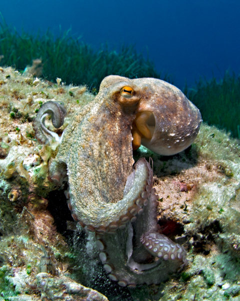 octopus_1.jpg  