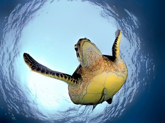 turtle.jpg  