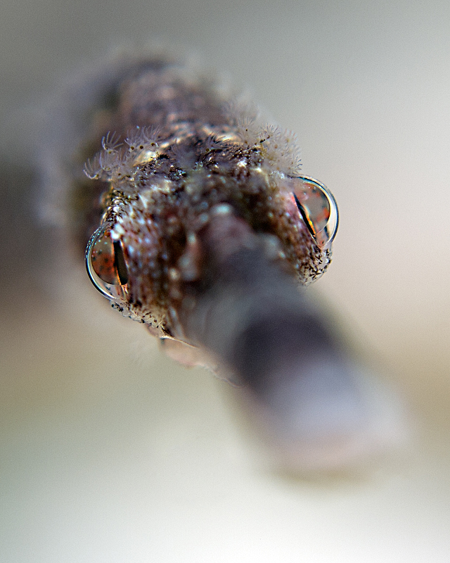 pipefish portrait.jpg  